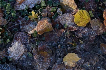 Frozen leaves.jpg